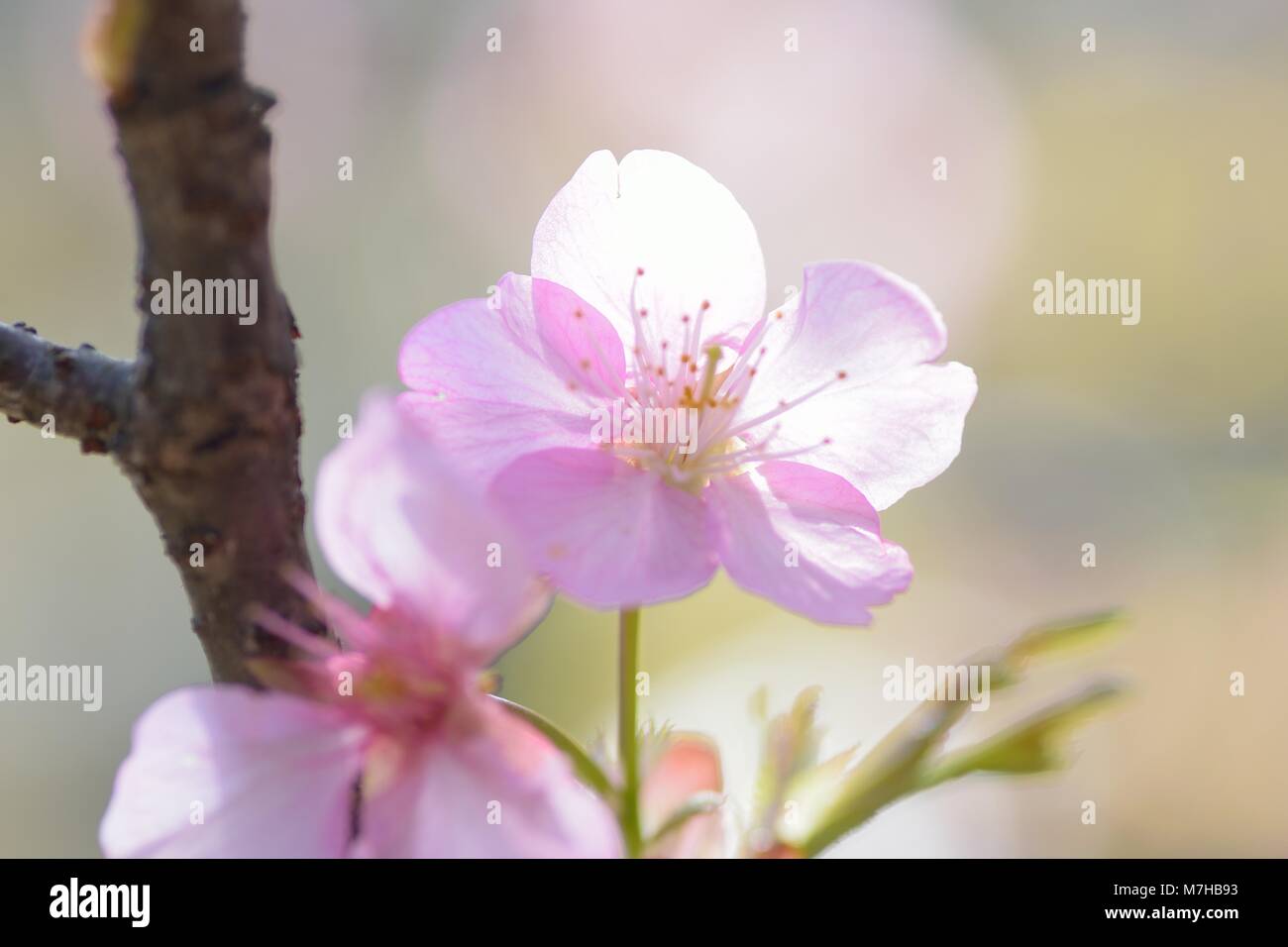Macro texture of Japanese Pink Cherry Blossoms in sunshine Stock Photo ...