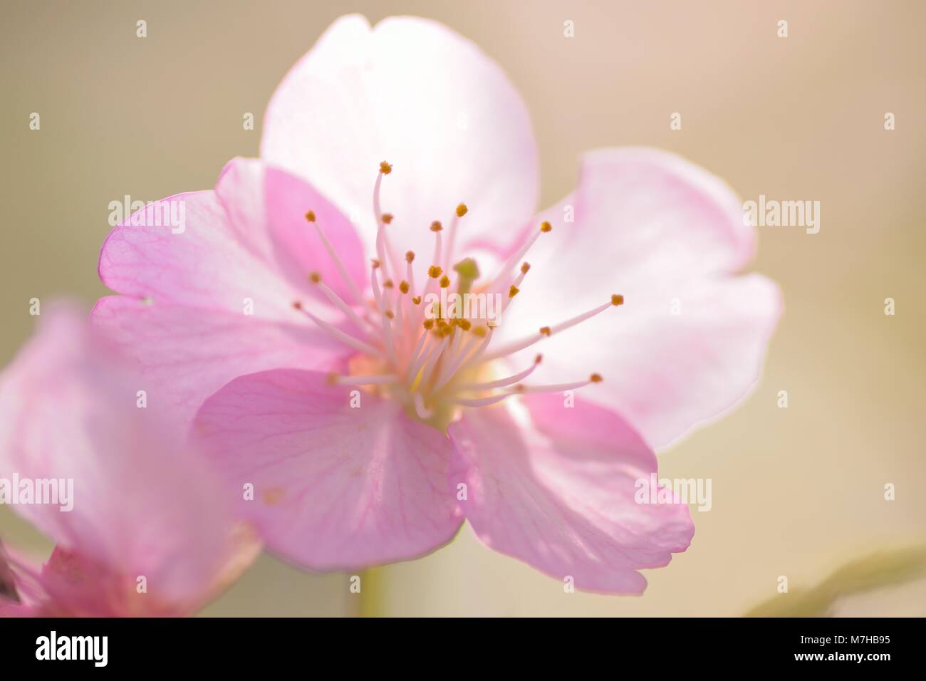 Macro texture of Japanese Pink Cherry Blossoms in sunshine Stock Photo ...