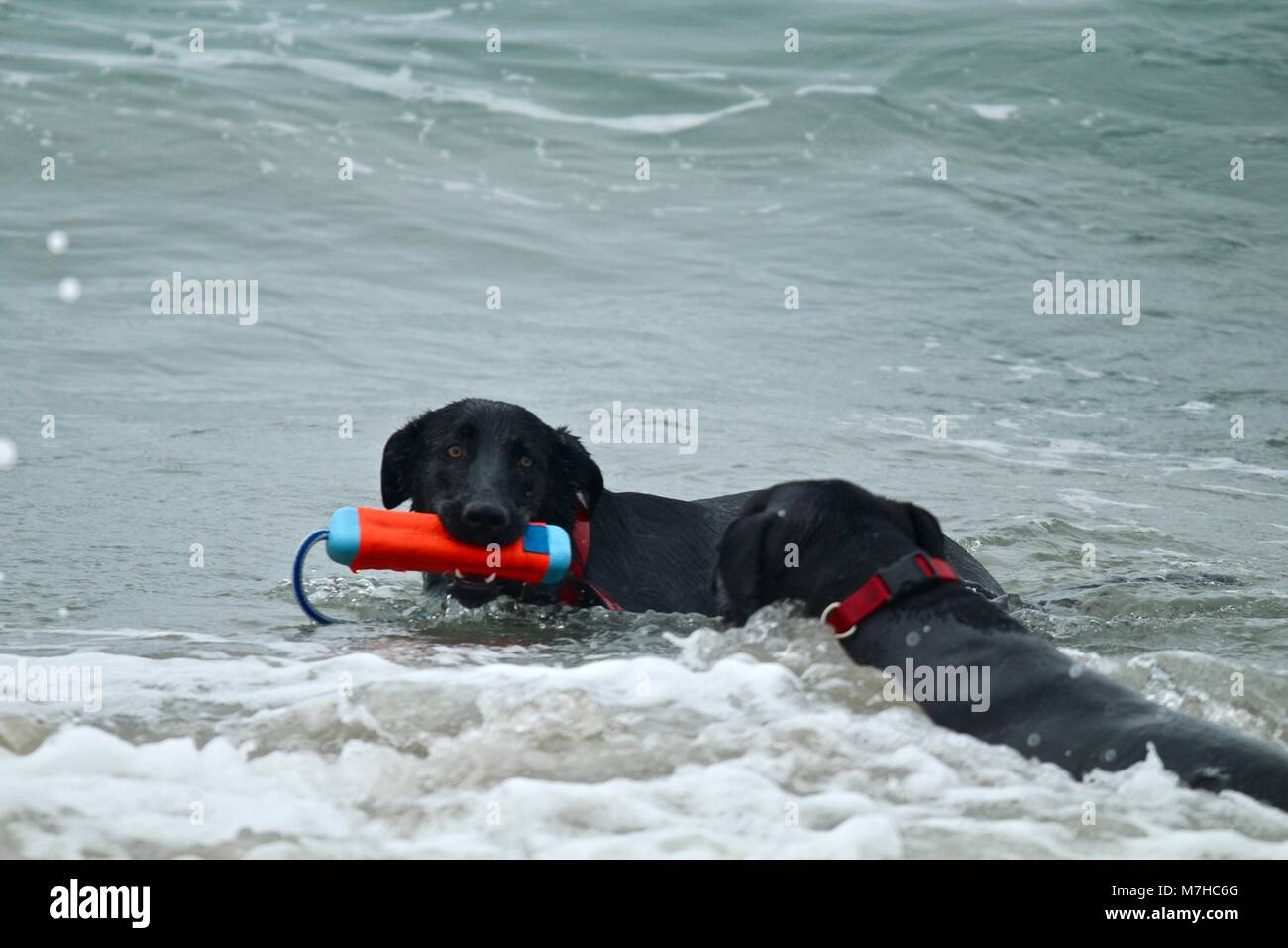 Two Large Black Dogs playing at dog beach Stock Photo