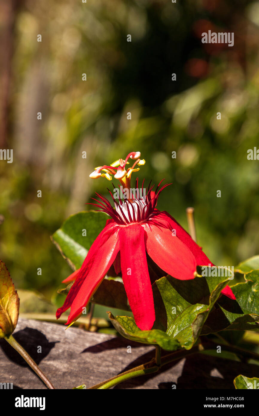Scarlet flame red passionflower called Passiflora miniata blooms on a