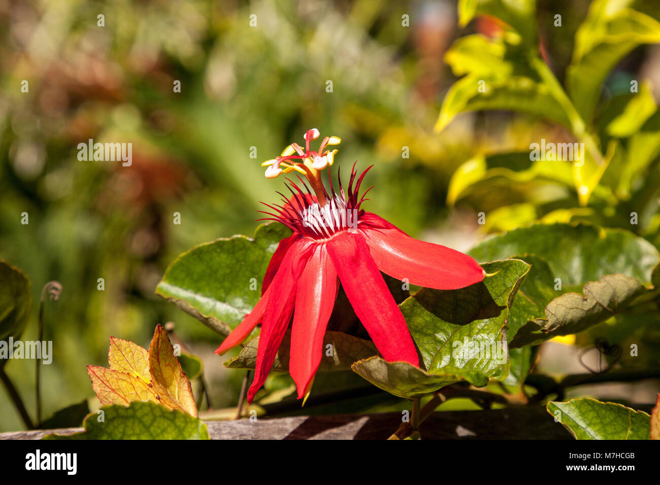Scarlet flame red passionflower called Passiflora miniata blooms on a
