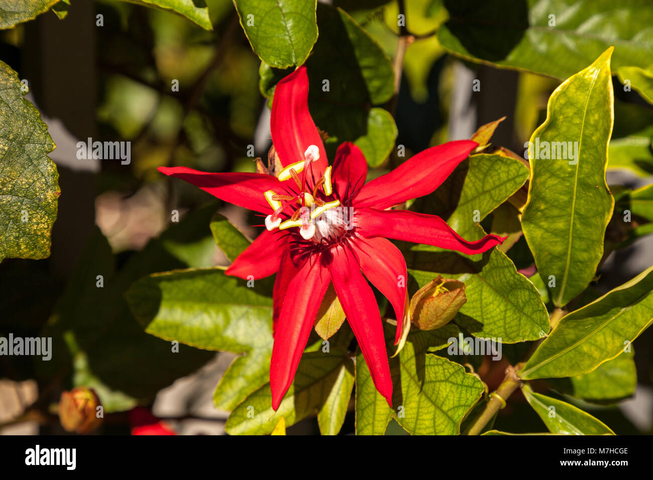 Scarlet flame red passionflower called Passiflora miniata blooms on a
