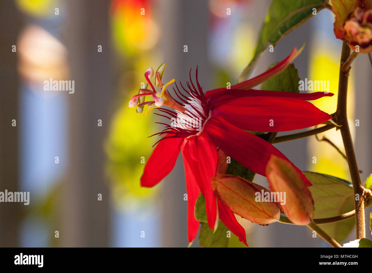 Scarlet flame red passionflower called Passiflora miniata blooms on a