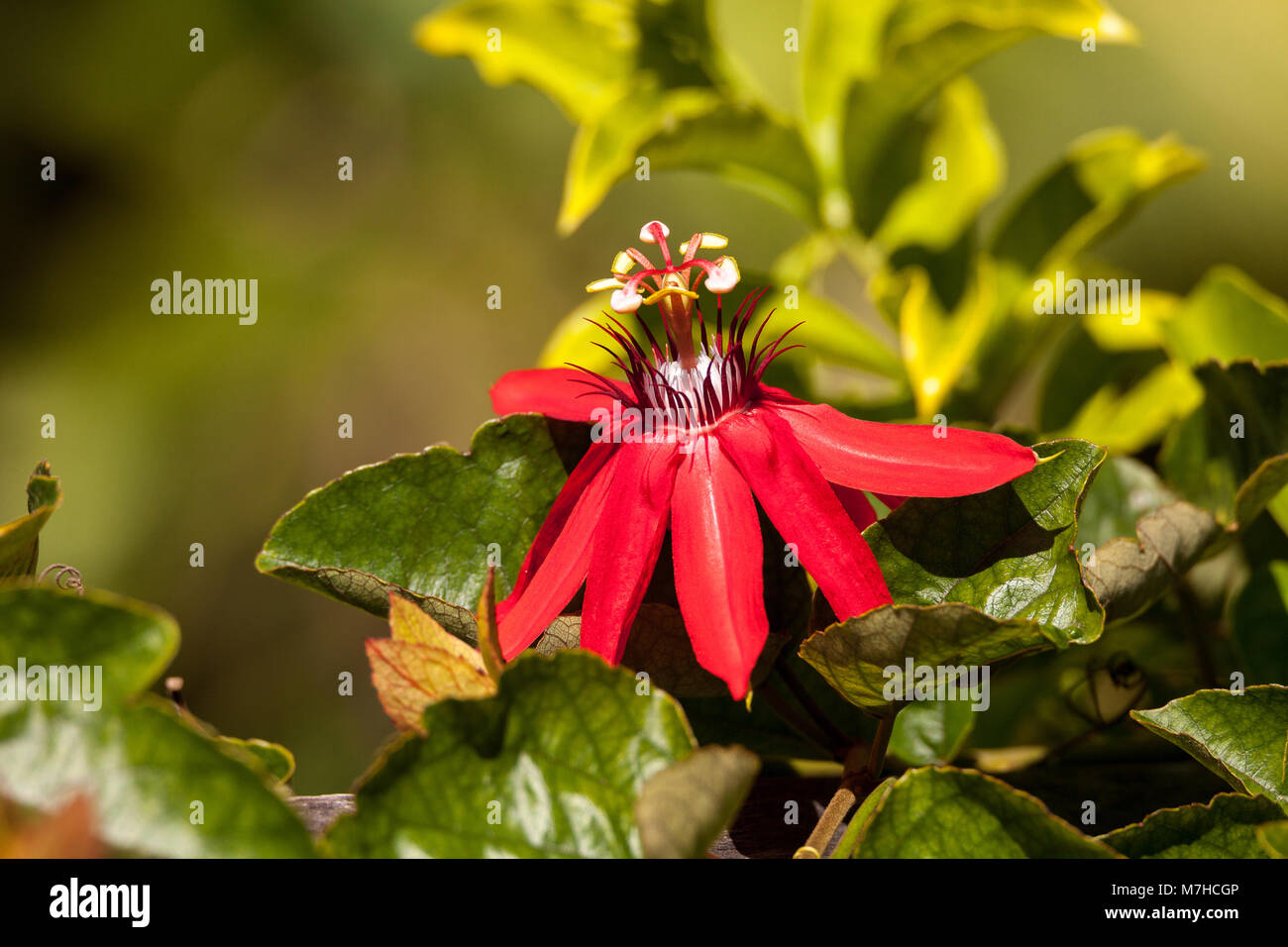 Scarlet flame red passionflower called Passiflora miniata blooms on a