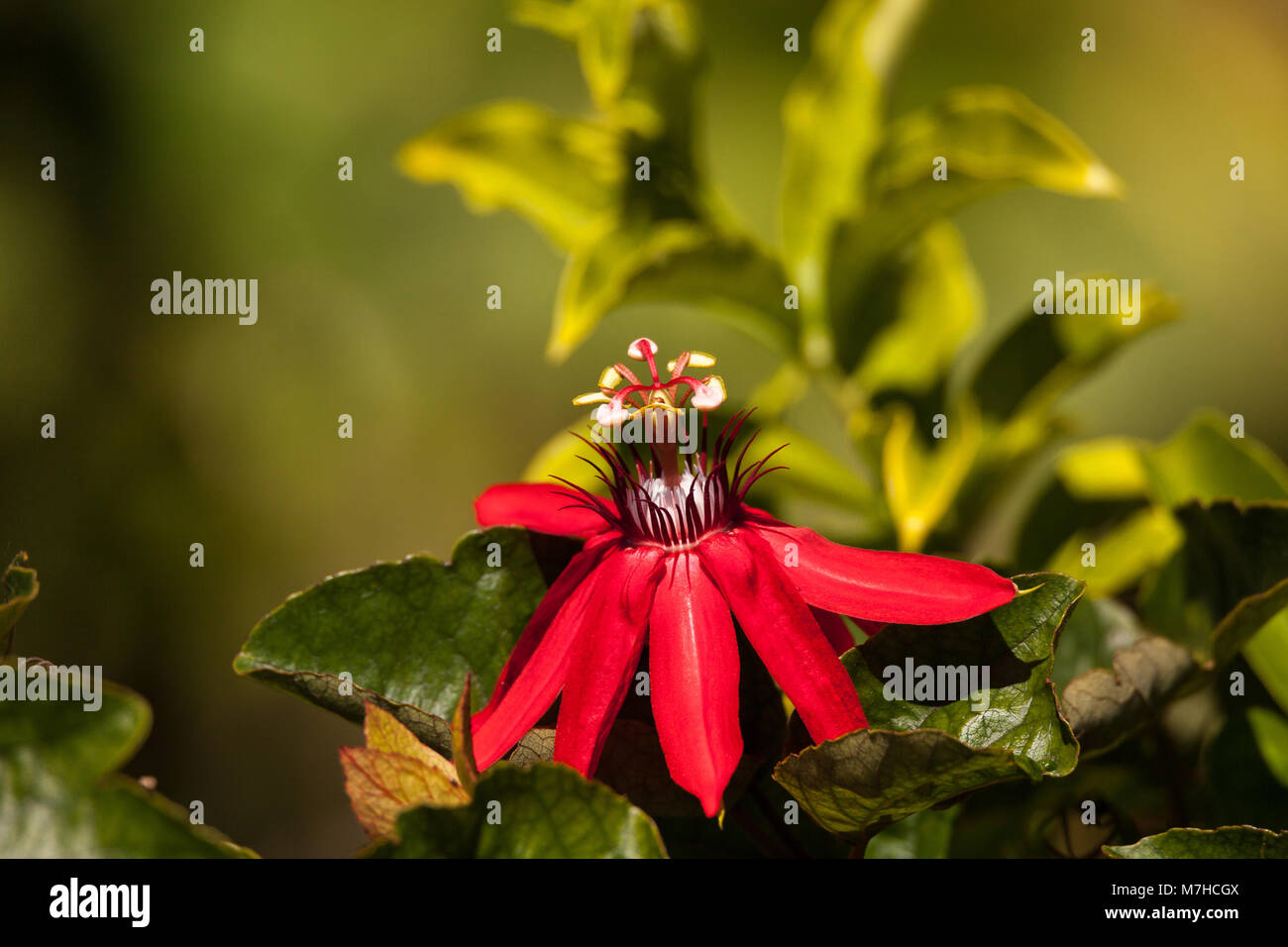 Scarlet flame red passionflower called Passiflora miniata blooms on a