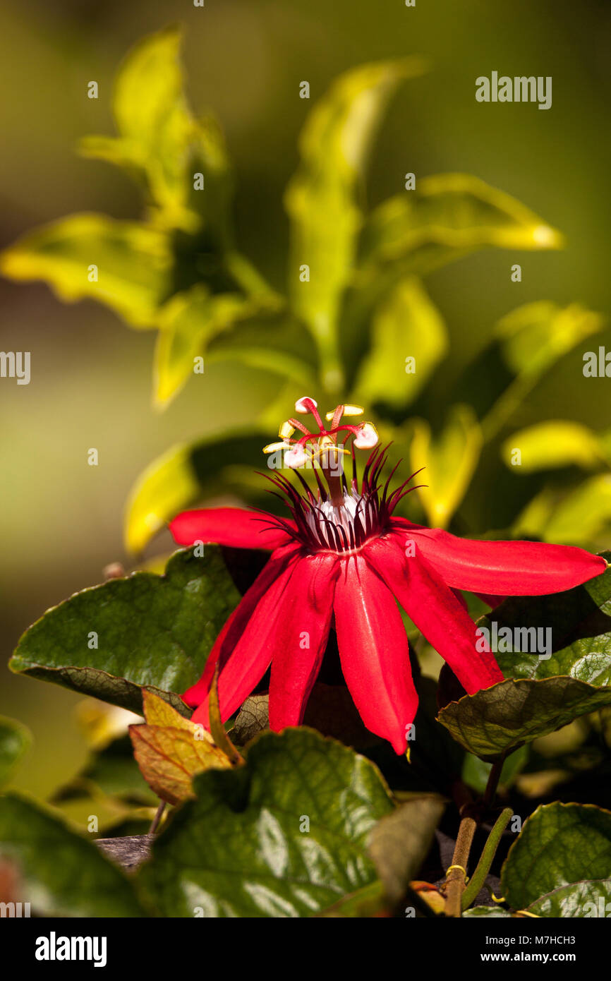 Scarlet flame passion flower hires stock photography and images Alamy