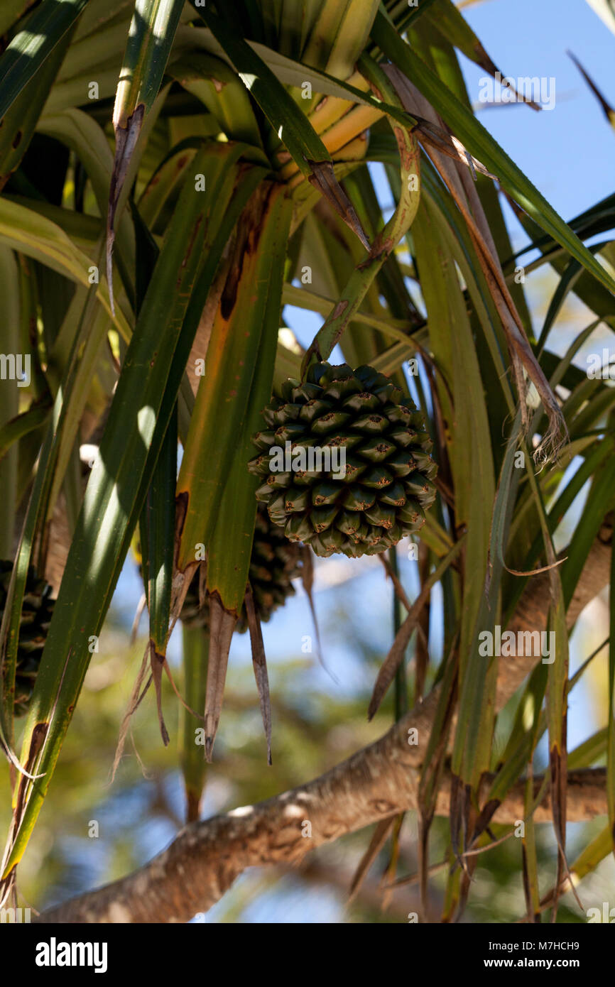 Screw pine fruit Pandanus utilis grows on a tree in southeastern
