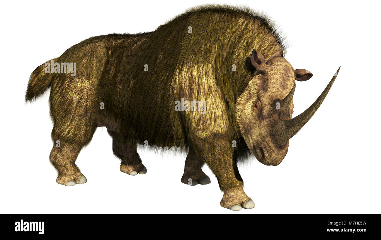 Woolly rhino on a white background stepping forward. Stock Photo