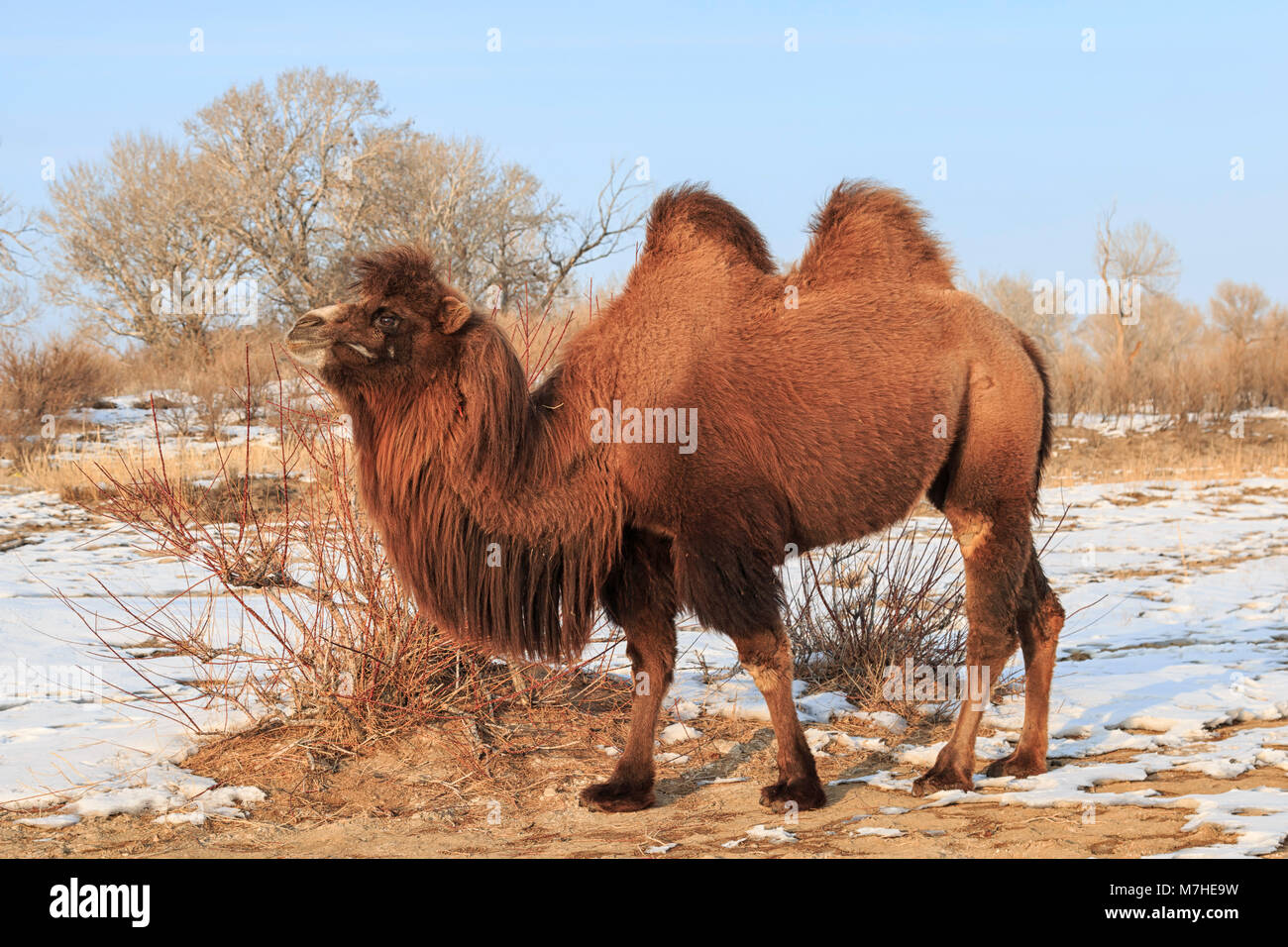 Bactrian cameliberia hi-res stock photography and images - Alamy