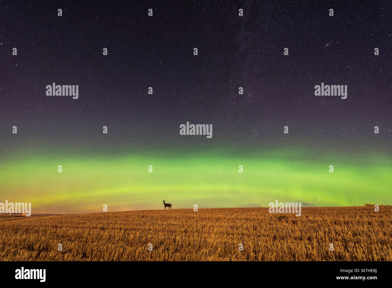 Deer in the northern lights Stock Photo Alamy