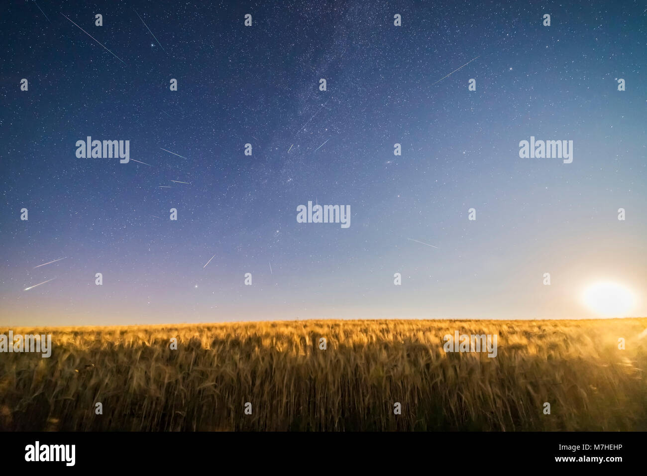 Perseid meteor shower over a moonlight wheat field in Canada. Stock Photo