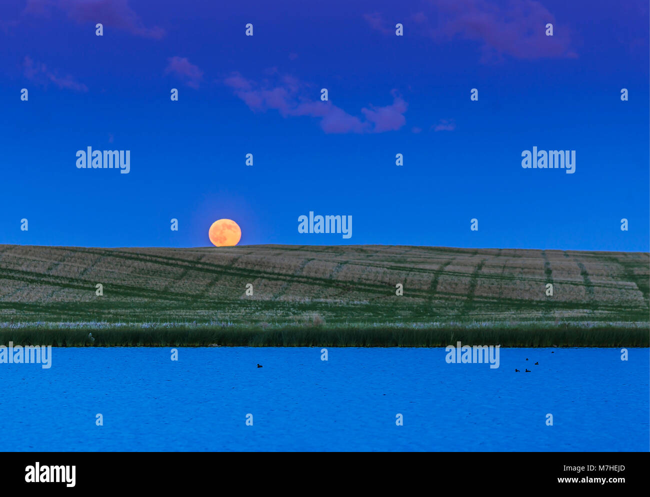 Rull moon rising over a prairie pond in Alberta, Canada. Stock Photo
