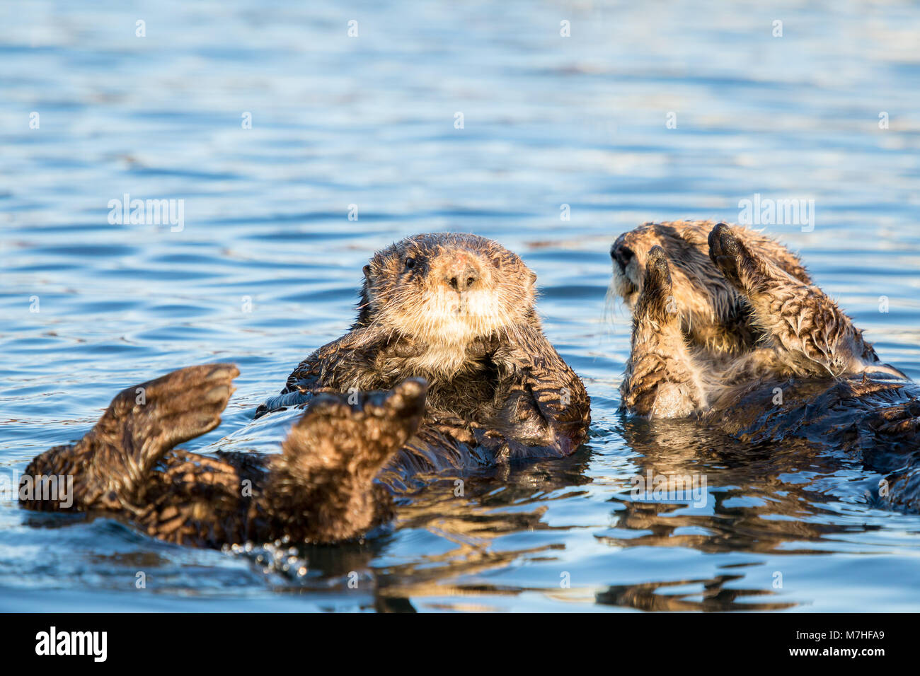 2 female sea otters at Morro Bay Stock Photo - Alamy