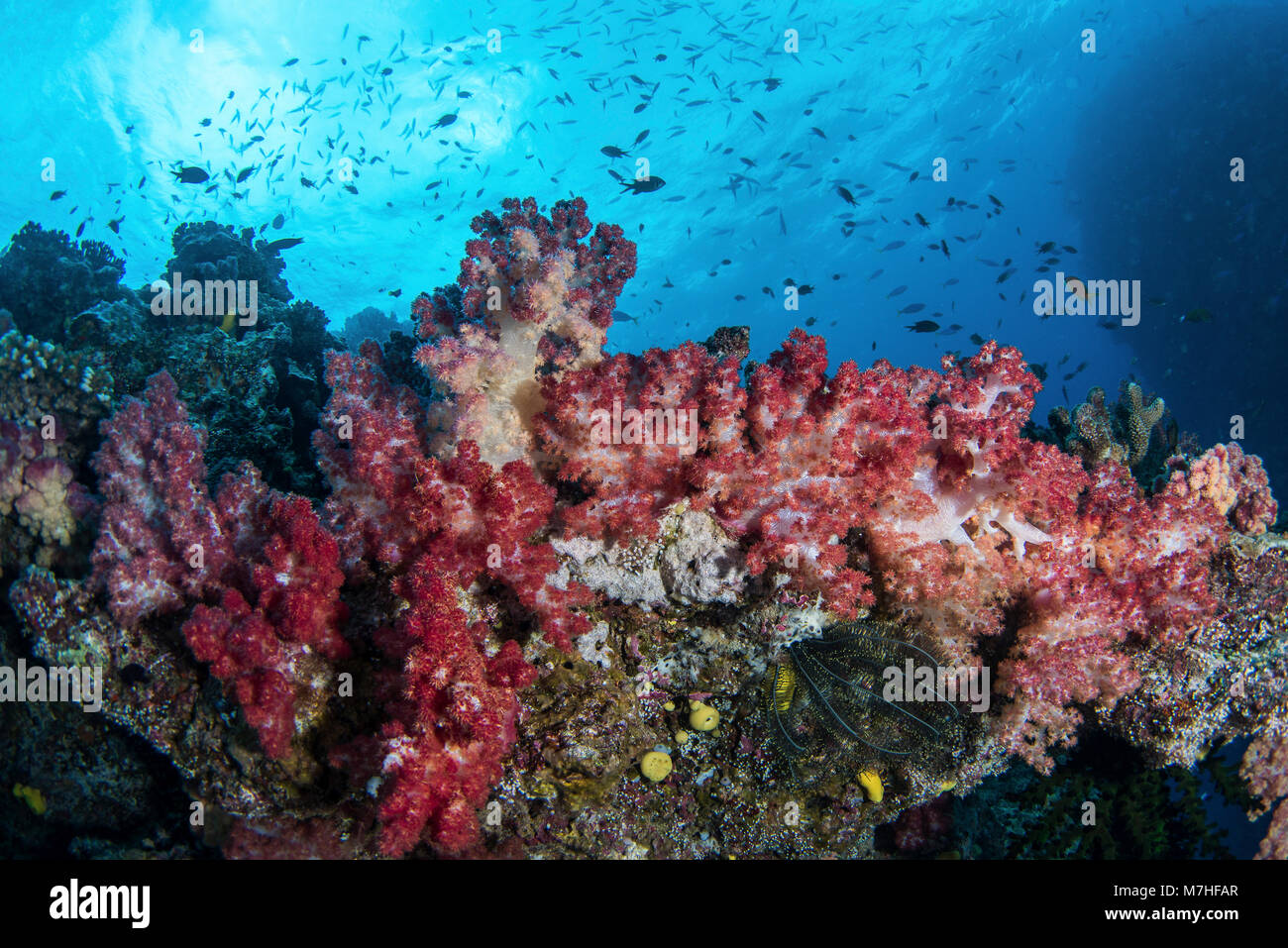 Colorful soft coral and schooling fish, Kadavu Island, Fiji. Stock Photo