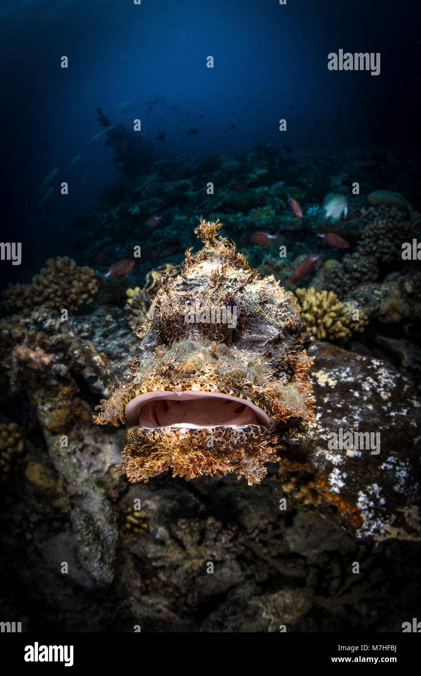 A scorpionfish sits on a reef with a big frown, Red Sea, Egypt. Stock Photo