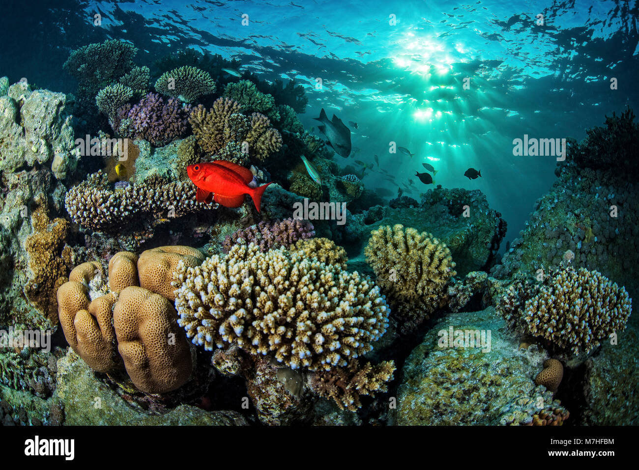 A coral reef under dappled light in the Red Sea, Egypt. Stock Photo