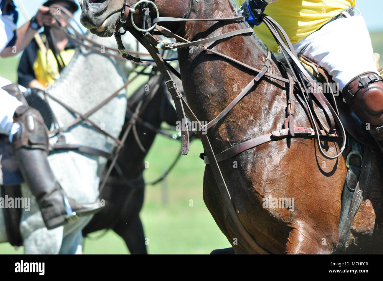 Close up of horses in action at the annual Cowboys versus Polo Players Polo Match at the Historic Bar U Ranch in Longview, Alberta, Canada Stock Photo