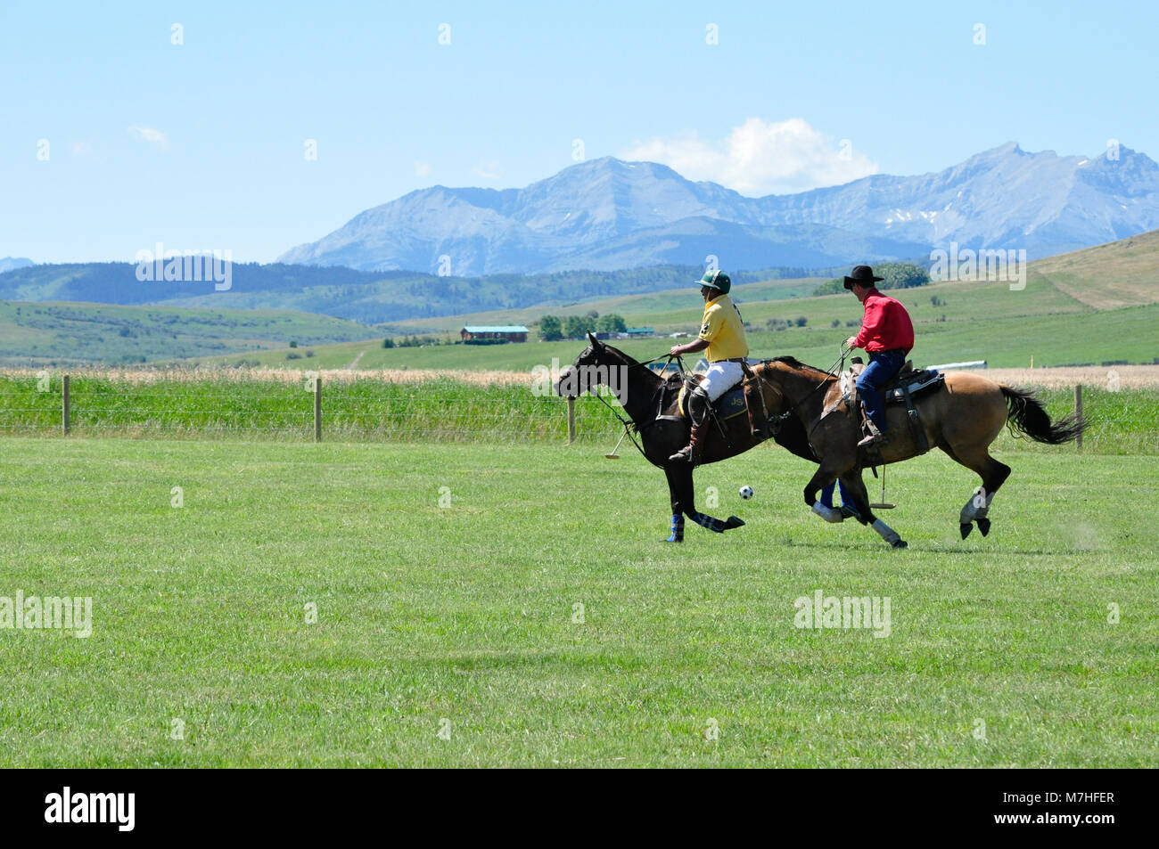 A polo player strikes a ball with a cowboy in hot pursuit during a cowboys versus polo players game at the Historic Bar U Ranch in Longview, Alberta,  Stock Photo