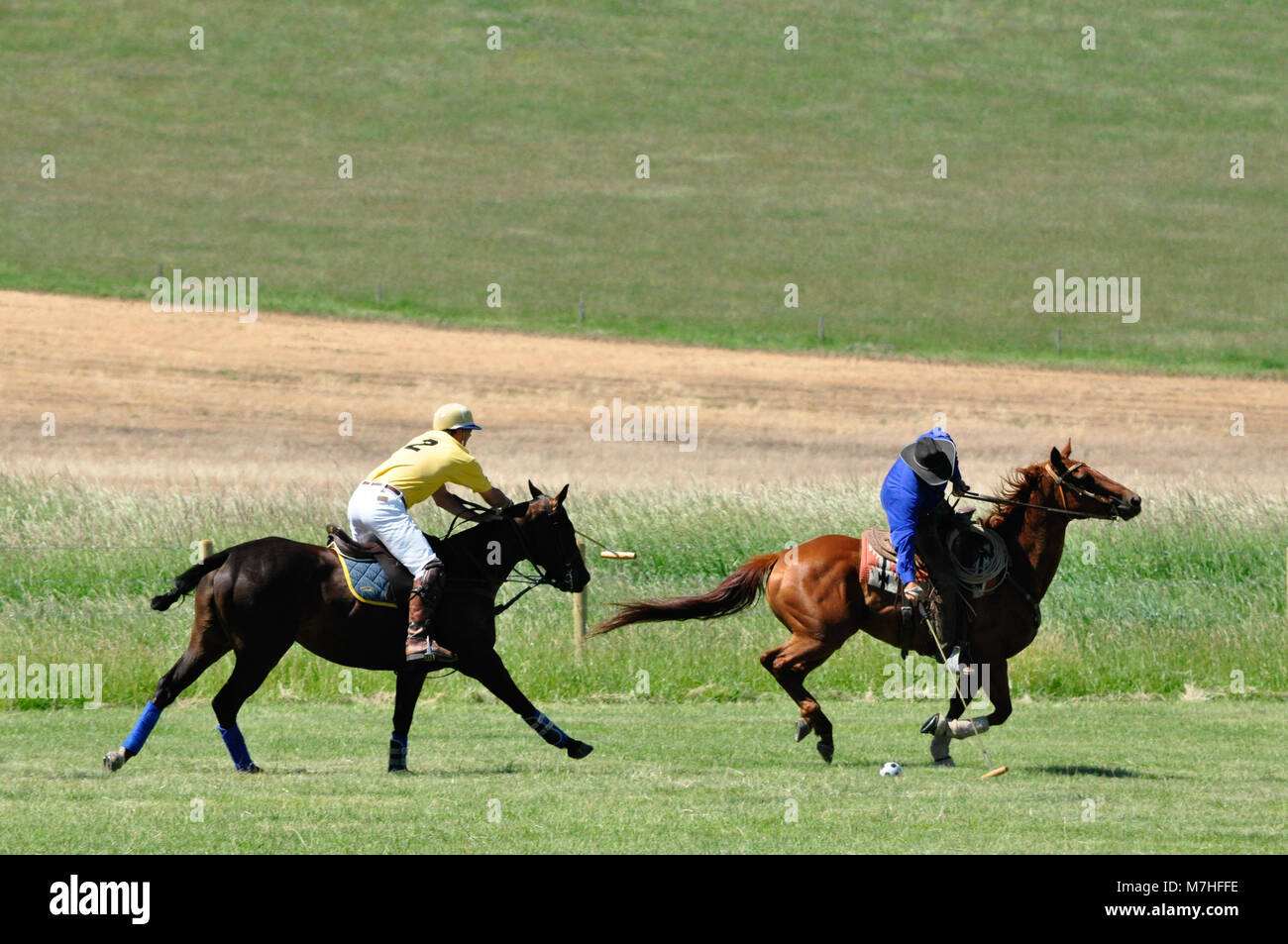 A cowboy strikes a ball with a polo player in hot pursuit during a cowboys versus polo players game at the Historic Bar U Ranch in Longview, Alberta,  Stock Photo