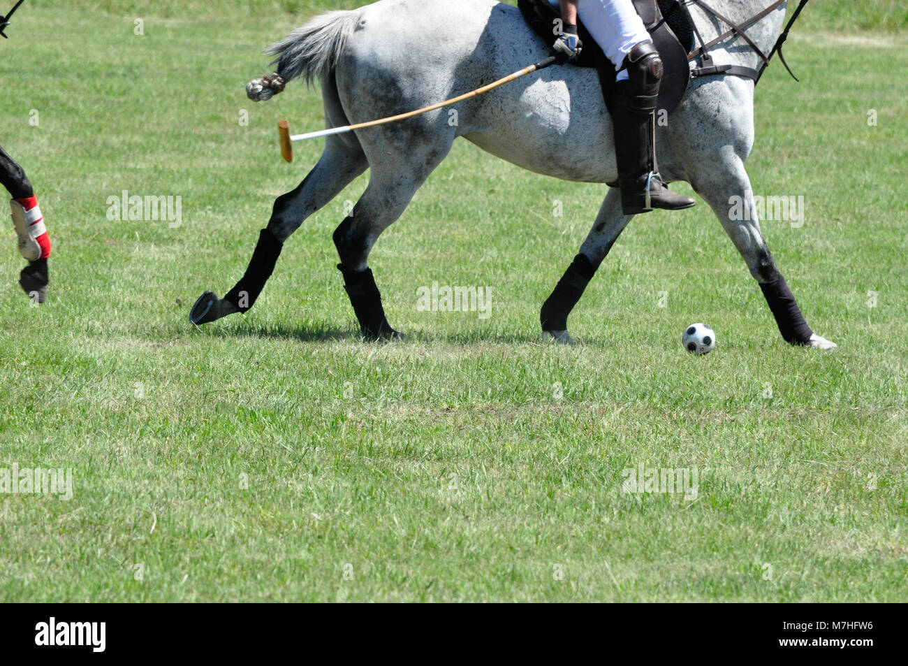 A polo player strikes a ball during a cowboys versus polo players game at the Historic Bar U Ranch in Longview, Alberta, Canada Stock Photo