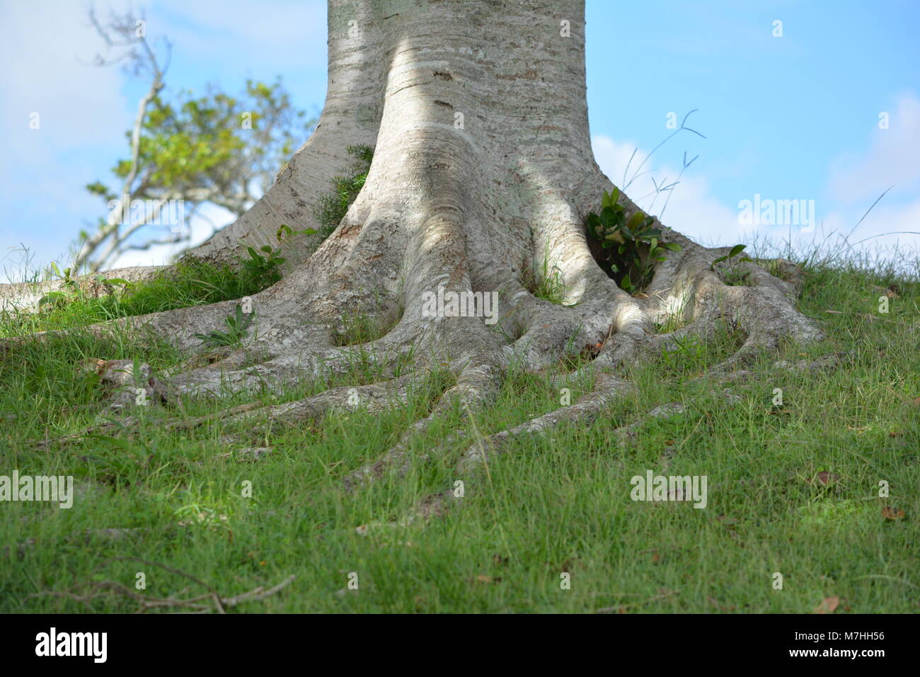 Curving twisting tree roots at the base of a strong trunk, green grass ...