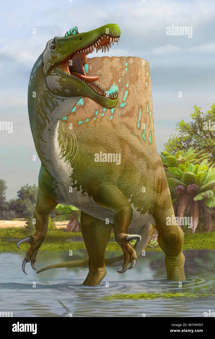A large Spinosaurus lets out a loud roar to claim its territory. Stock Photo