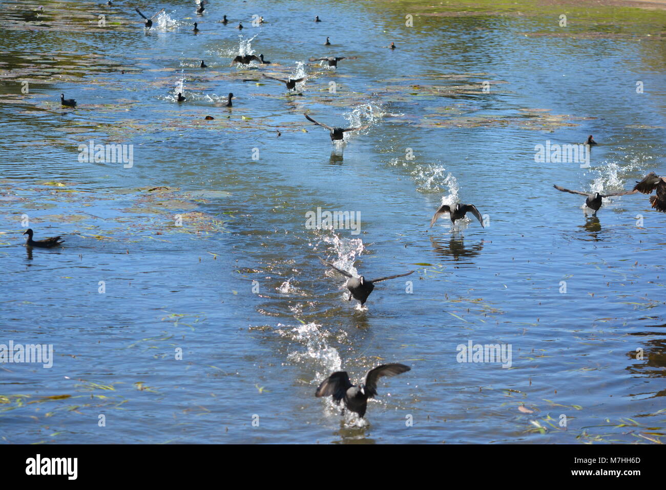 The race is on, Flight of the hungry water hens, birds feet and wings