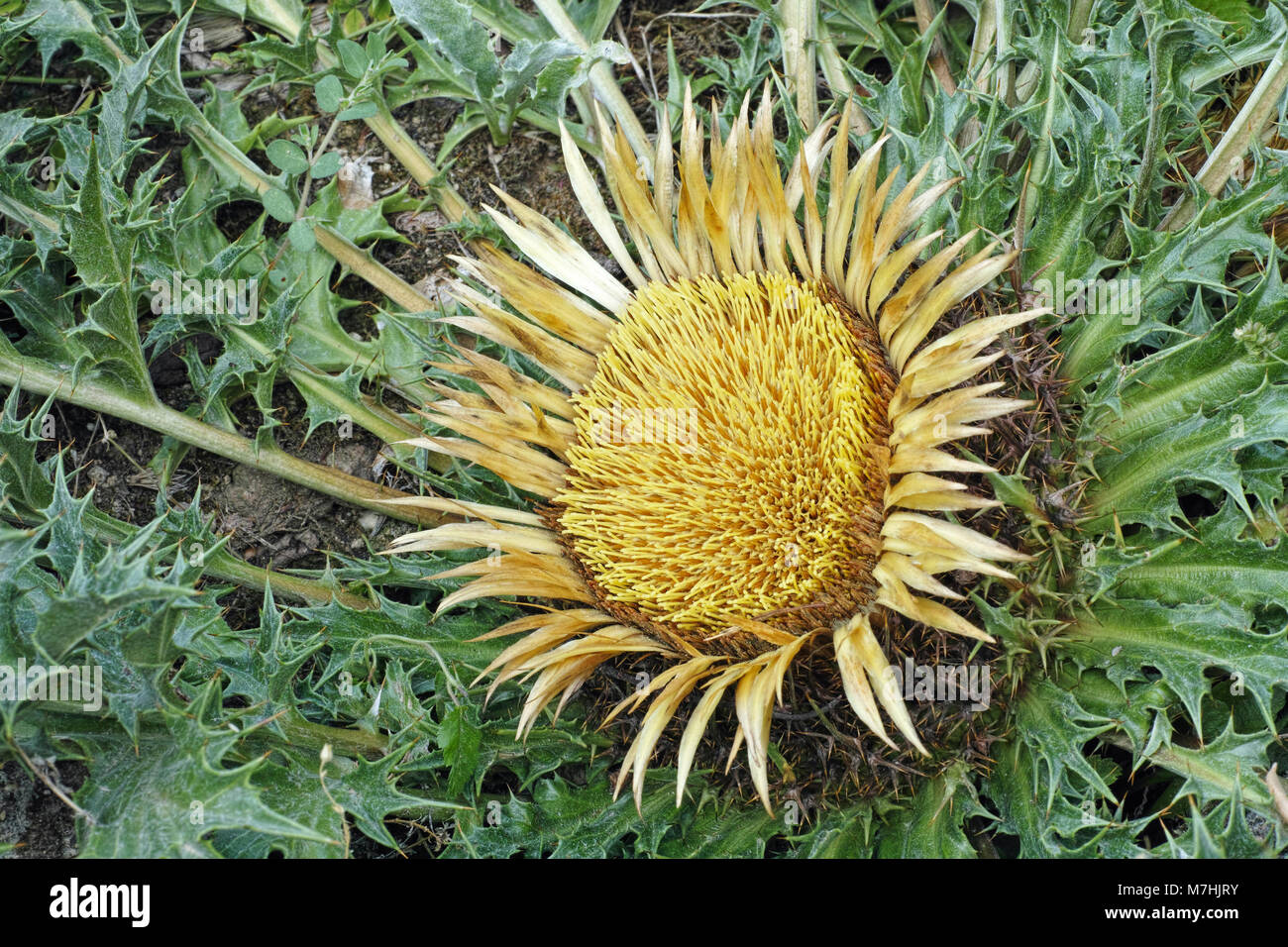 plant of Carlina acanthifolia, inflorescence and leaves Stock Photo