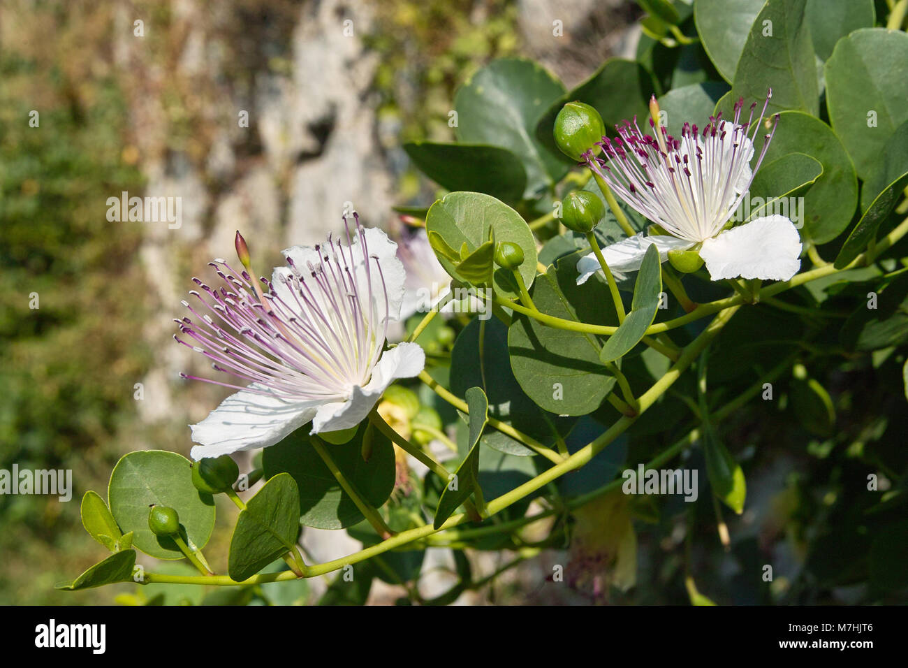 flowers and buds of caper plant, Capparis spinosa, Capparaceae Stock Photo