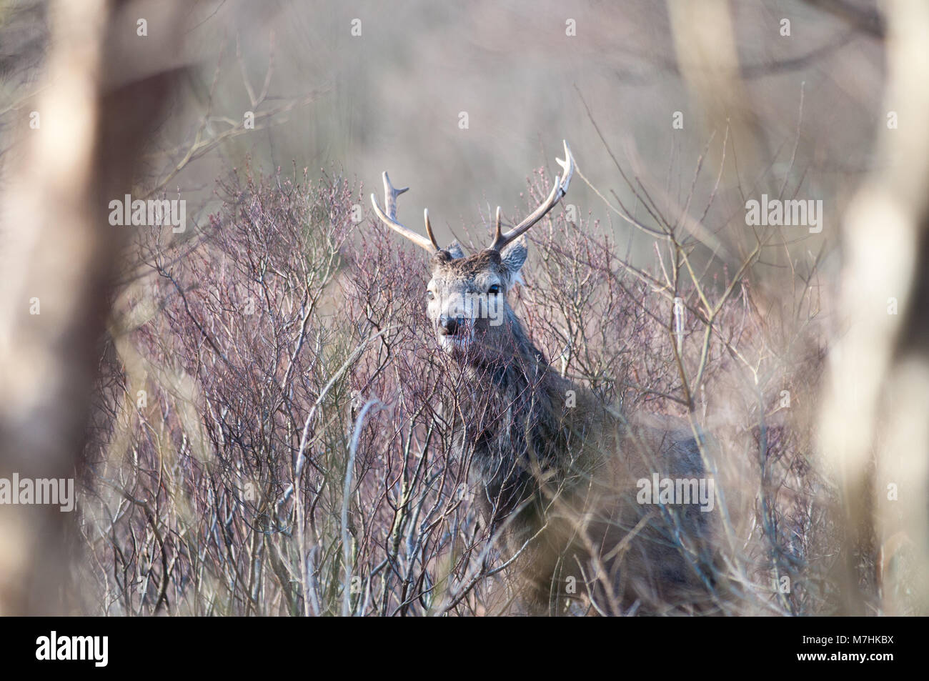Male Red Deer photographed in the the 'Great Glen' of Glencoe on the afternoon of the 9th of March 2018 Stock Photo