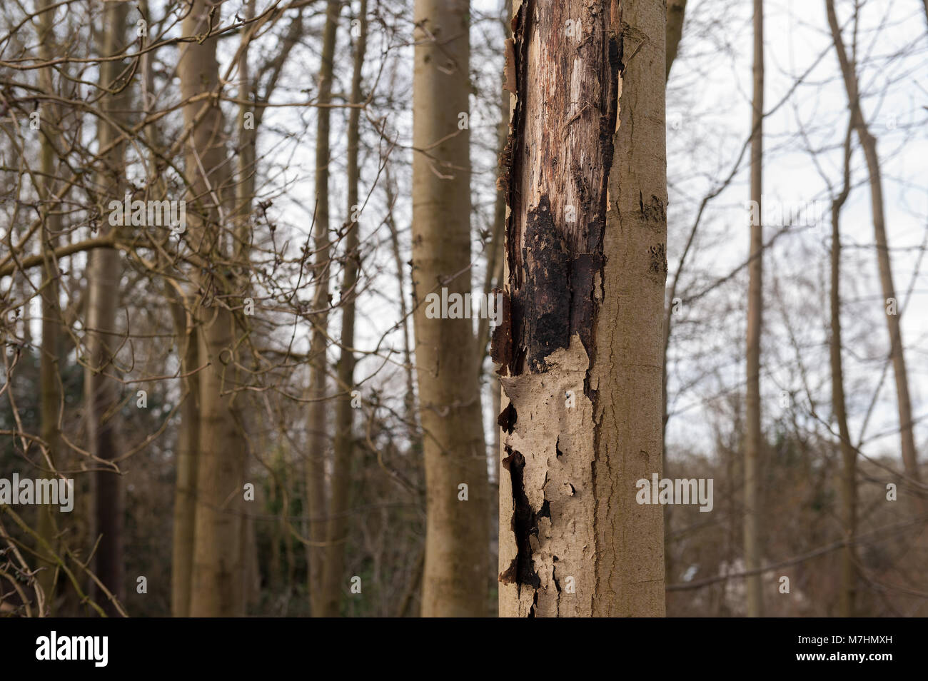 Ash tree disease hires stock photography and images Alamy