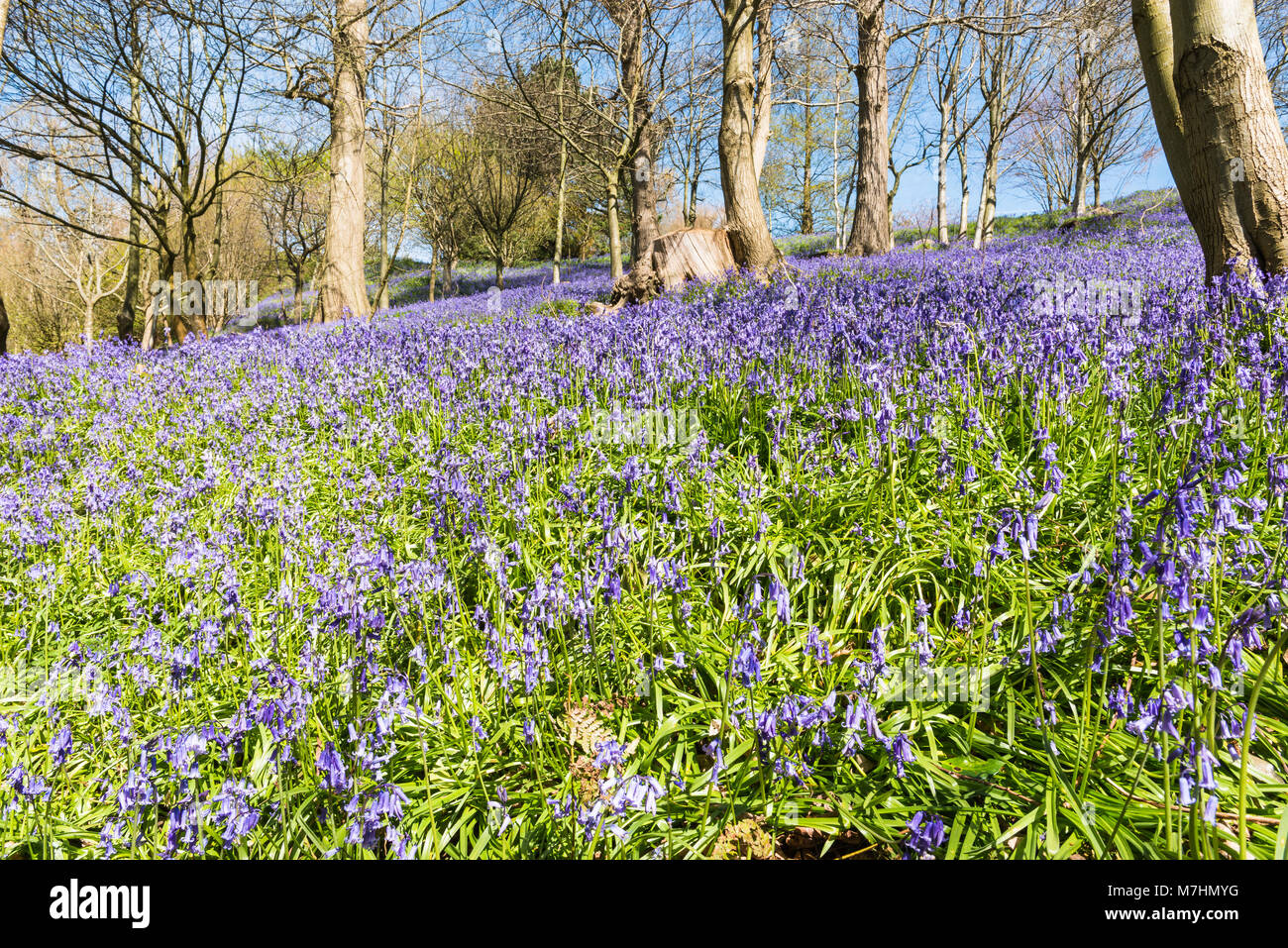 Springtime Bluebells in Emmetts Garden near Ide Hill, Sevenoaks, Kent. Stock Photo