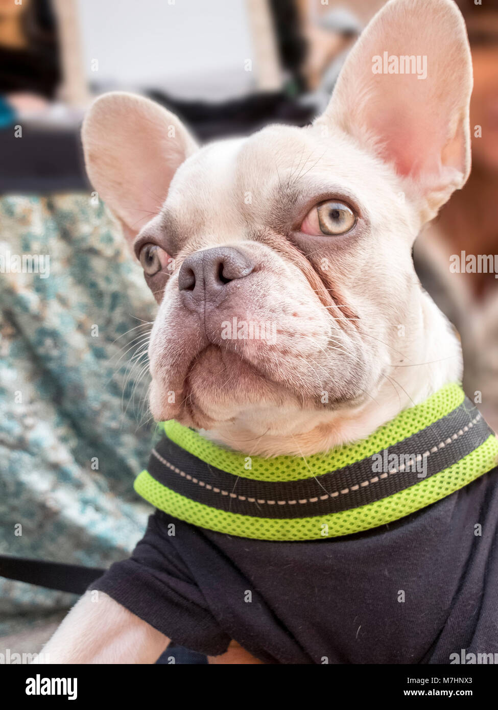 Albino bulldog sale
