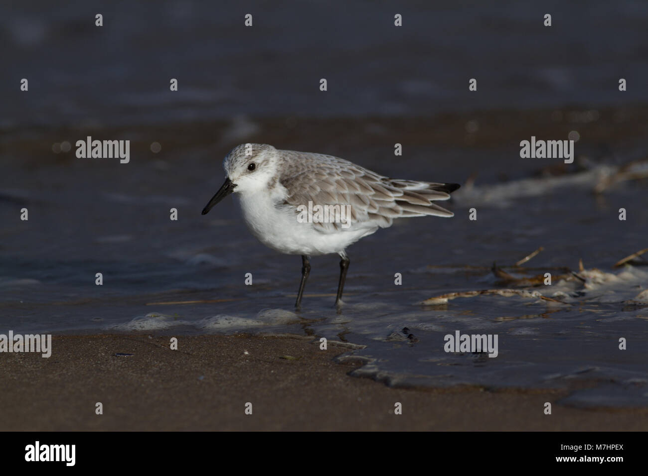 Single adult Sanderling, Calidris alba, in winter plumage at New