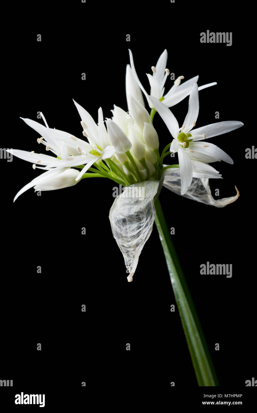 Wild garlic flowerAllium ursinumDorset England UK GB, photographed on