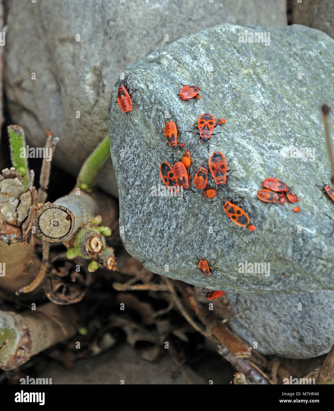 Travertino Insectos Stone insects hi-res stock photography and images - Alamy
