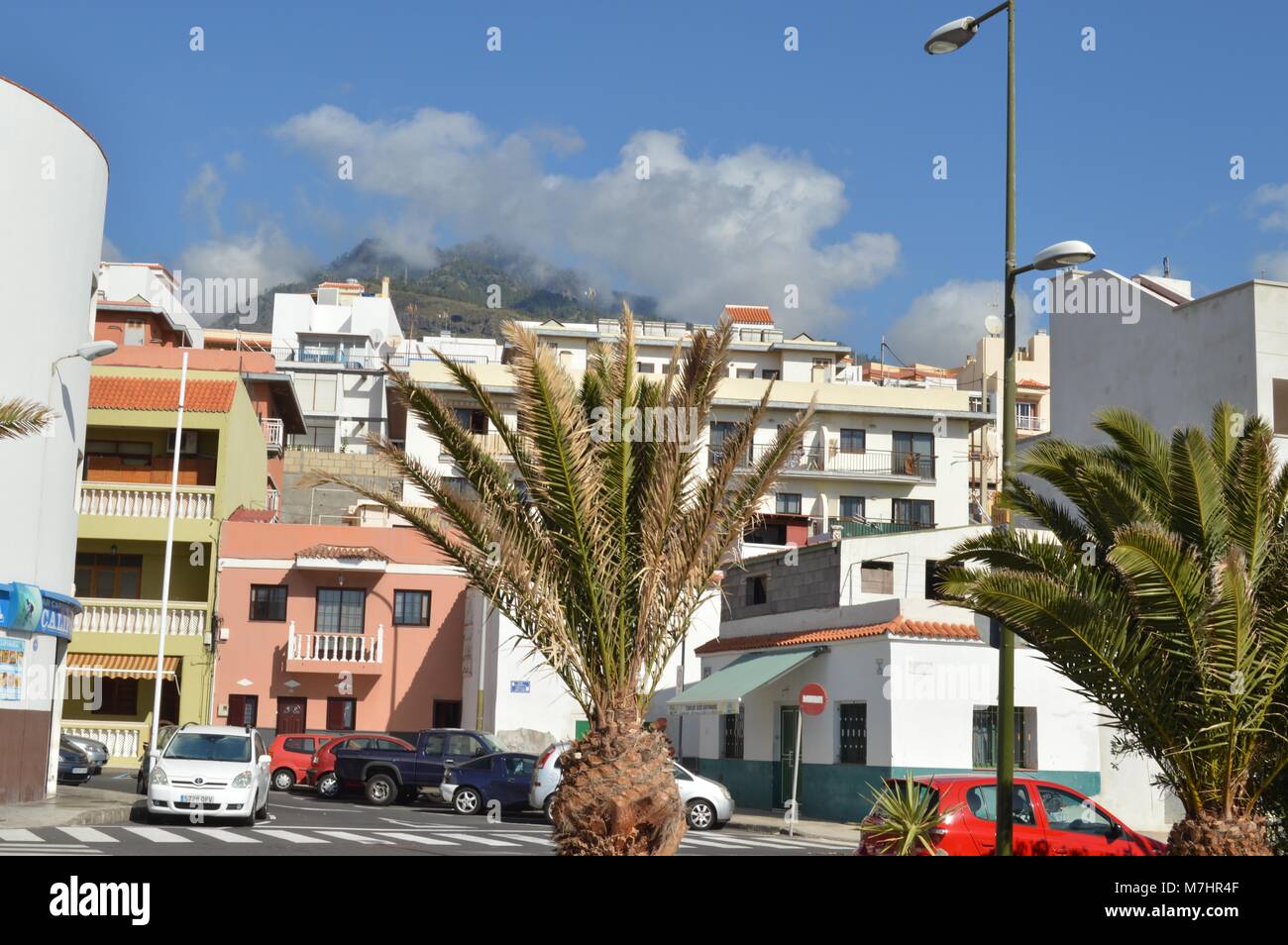 Big palm in street of town in Tenerife Stock Photo