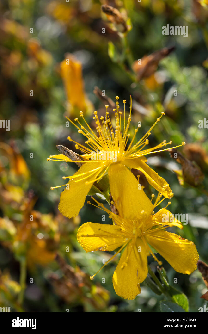 Johannesört hi-res stock photography and images - Alamy