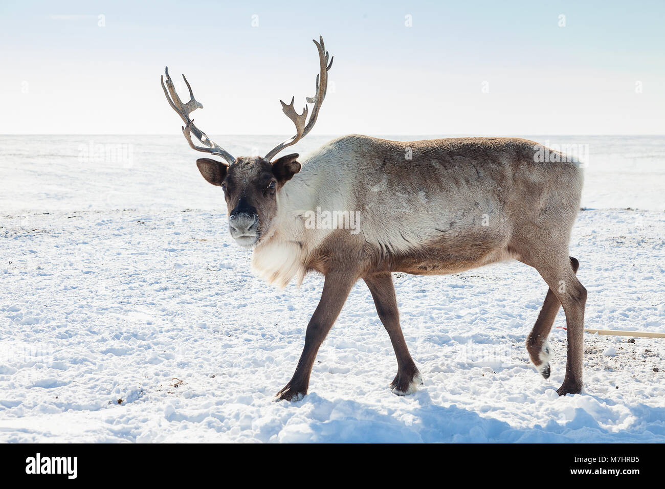 Reindeer in winter tundra Stock Photo