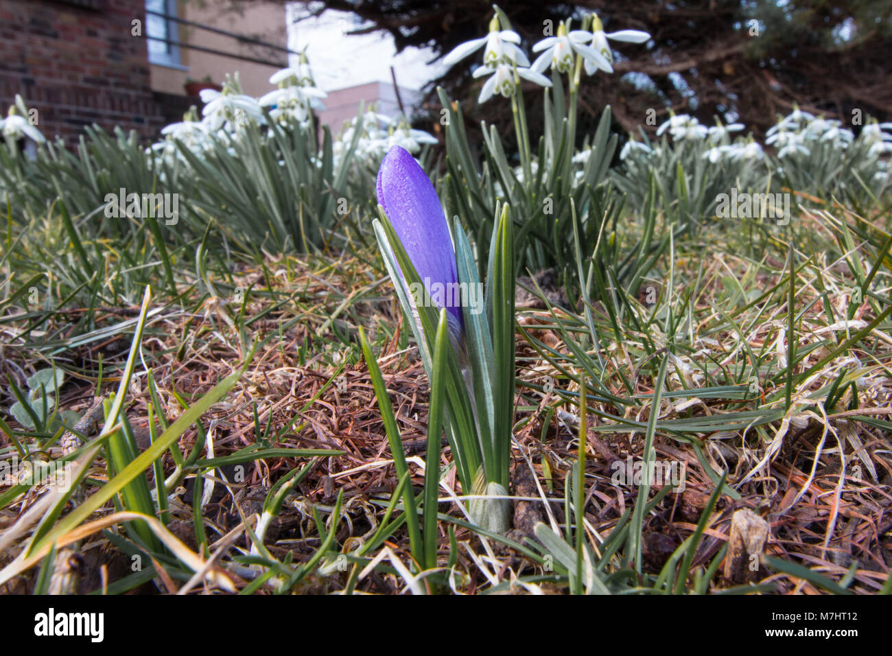 The first signs of spring bloom, a purple crocus and beautiful snowdrops. Stock Photo