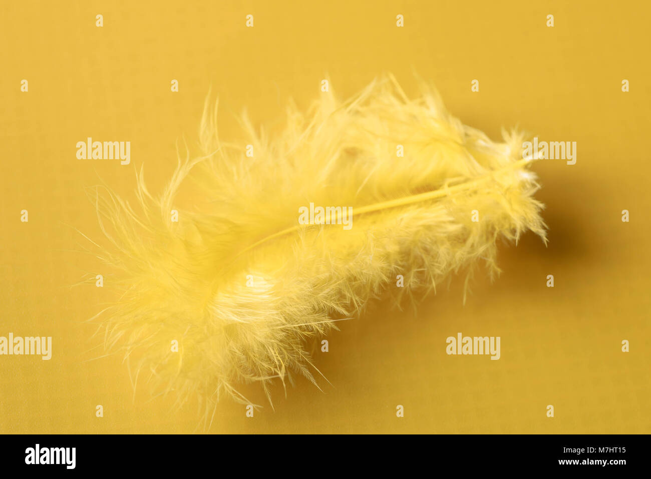 yellow feather macro on yellow background Stock Photo - Alamy