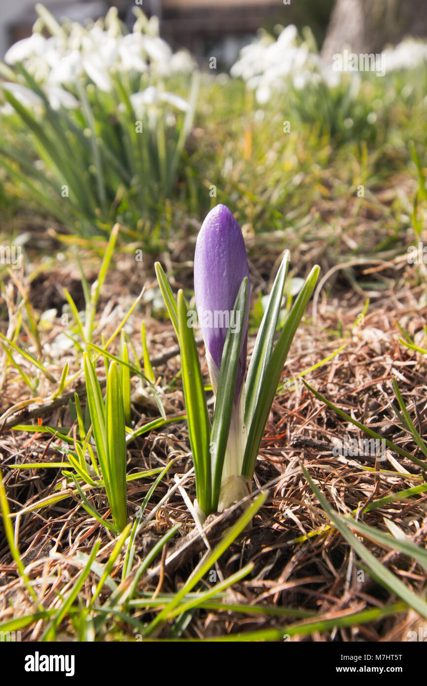 The first signs of spring bloom, a purple crocus and beautiful snowdrops. Stock Photo