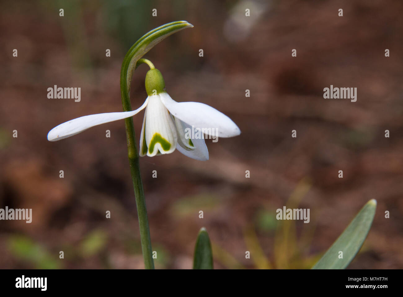 The first spring flower is a snowdrop. Fragile gentle first spring ...