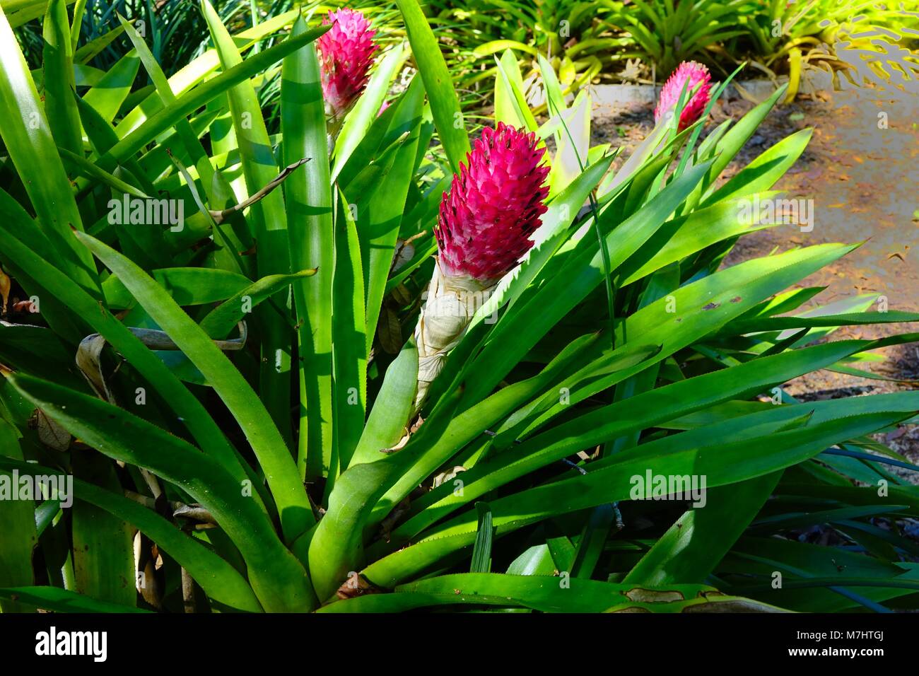 Quesnelia testudo, a bromeliad endemic to the Atlantic Forest of Brazil