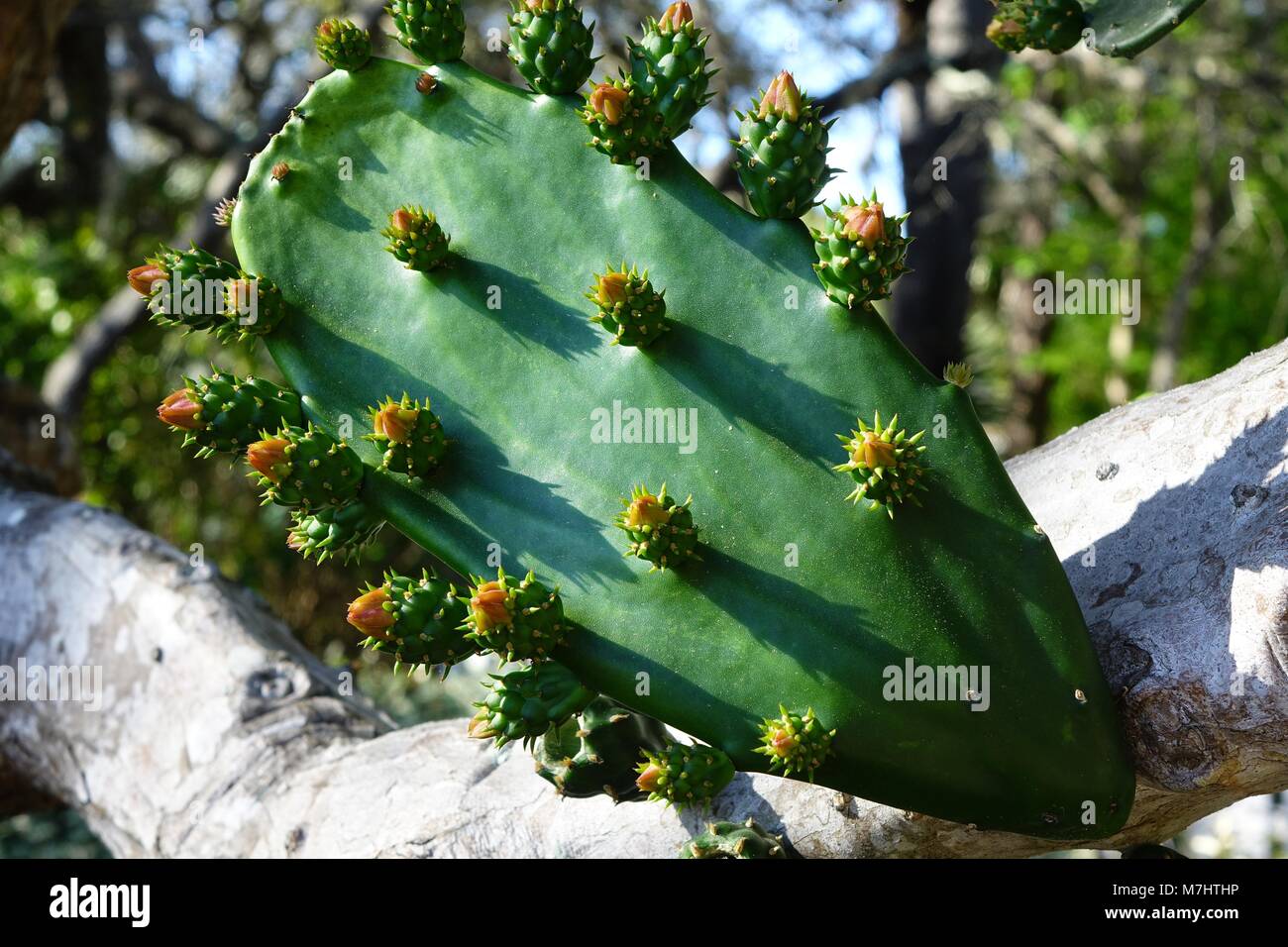 Budding flowers, prickly pear cactus. This old plant at the Nature