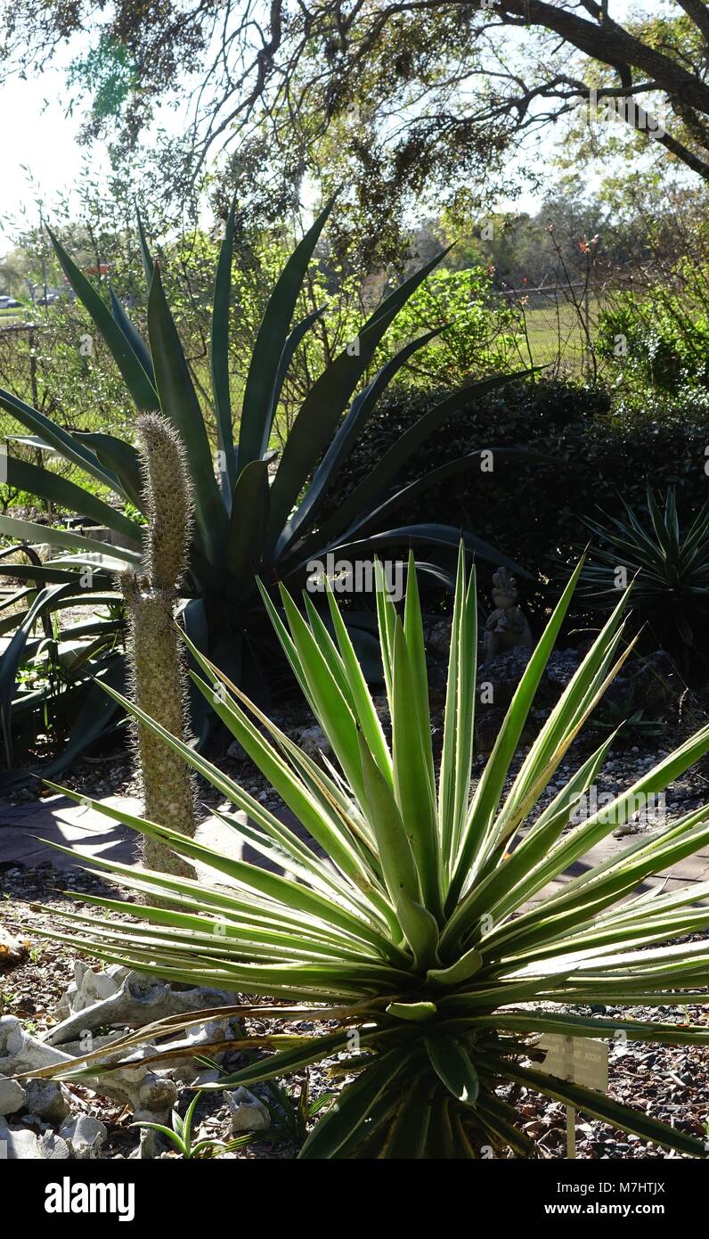 cacti, Desert scape garden, Nature Coast Botanical Gardens, Spring Hill, Florida Stock Photo