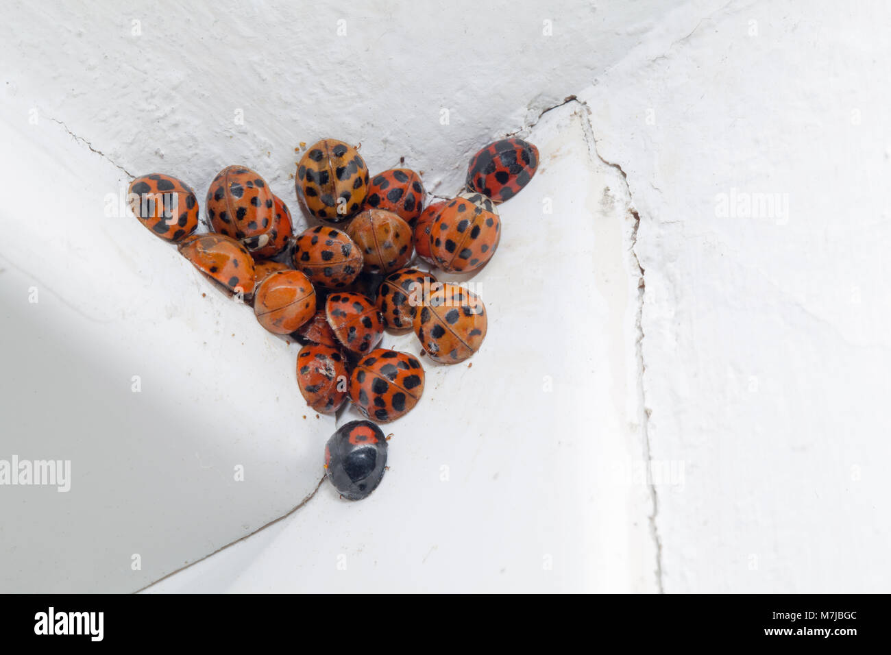 Harlequin Ladybirds (Harmonia axyridis). Hibernating around an interior window  frame and ceiling of a country cottage. Winter. Norfolk Stock Photo - Alamy
