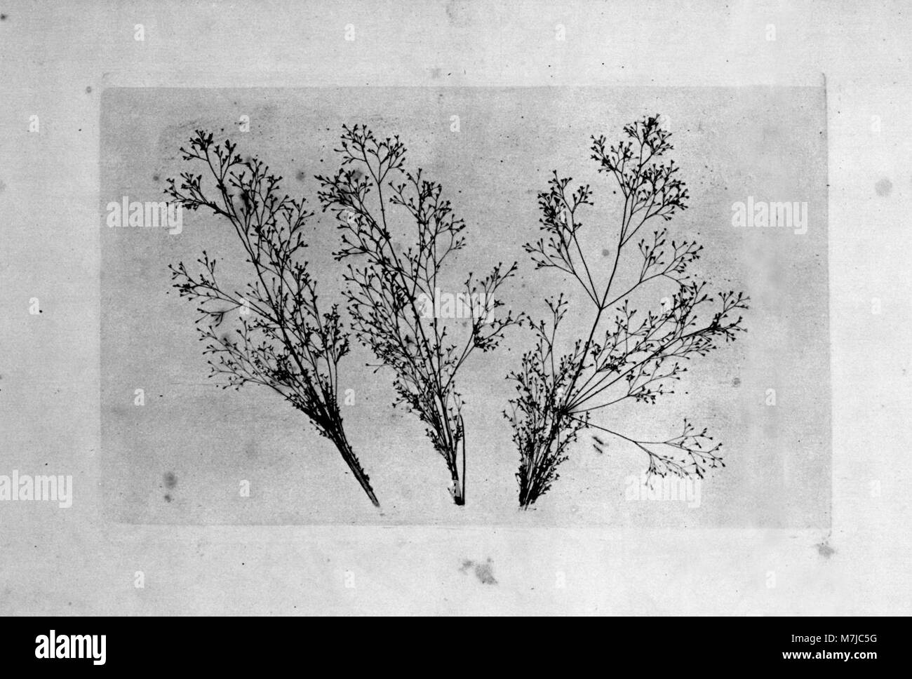 Talbot, William Henry Fox - Botanische Objekte (1) (Zeno Fotografie) Stock Photo