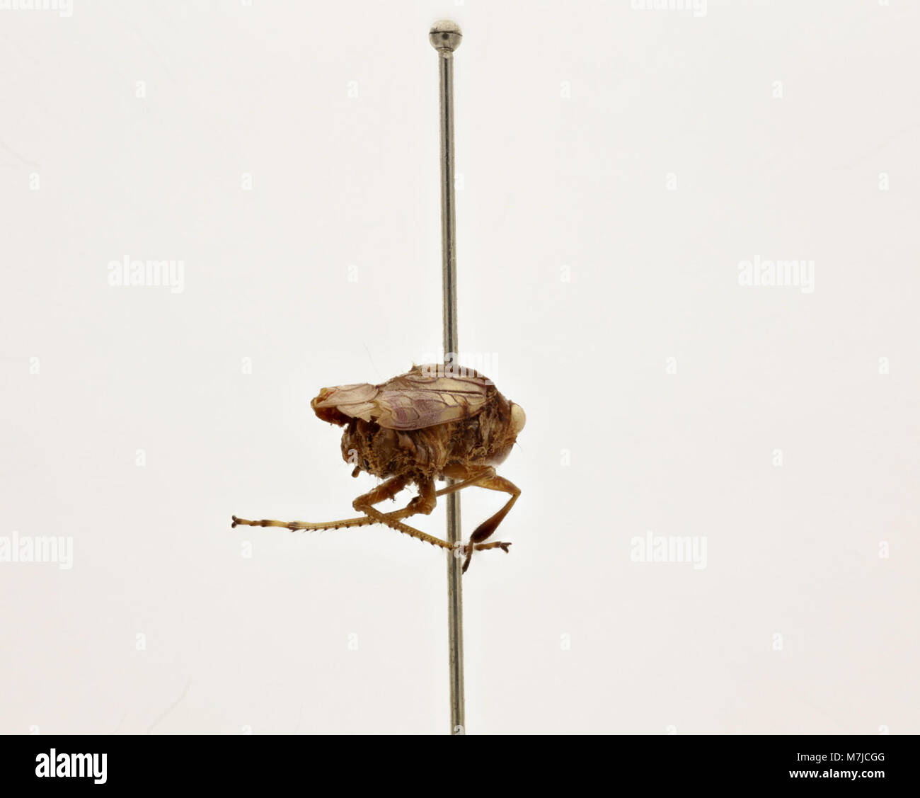 Crickets sound hi-res stock photography and images - Alamy