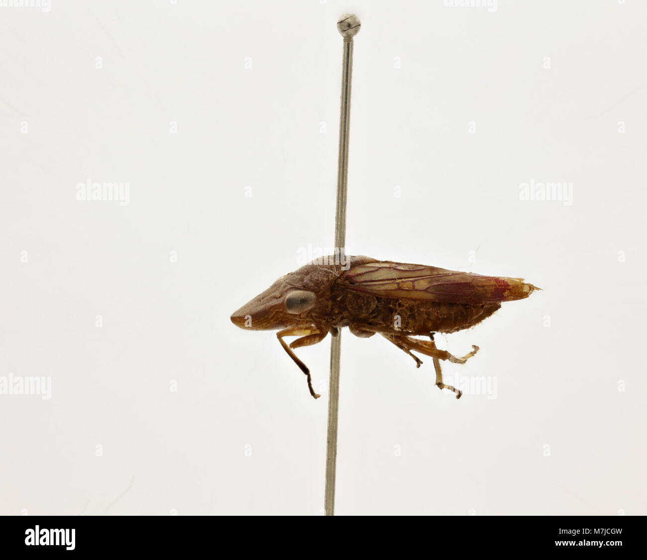 Intriguing biological characteristics hi-res stock photography and ...